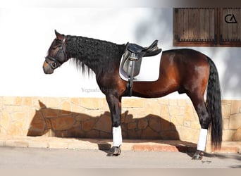 PRE, Stallion, 5 years, 17 hh, Bay-Dark, in Zarzalico,