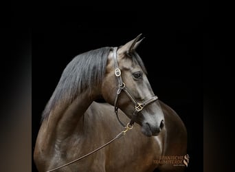PRE Mix, Merrie, 4 Jaar, 153 cm, Zwart, in Traventhal
