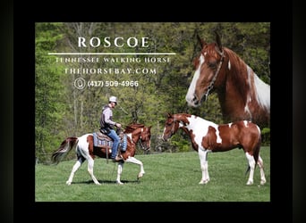 Tennessee Walking Horse, Wallach, 5 Jahre, 142 cm, Rotfuchs, in Parkers Lake, KY,