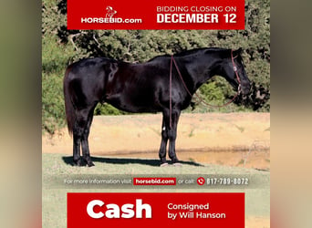 American Quarter Horse, Gelding, 13 years, 15.2 hh, Black, in Joshua, TX,