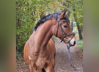 Connemara, Gelding, 5 years, 15 hh, Brown, in Nettetal,