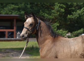 American Quarter Horse, Mare, 1 year, 14.2 hh, Buckskin, in Wusterhausen (Dosse)