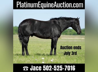 Quarter horse américain, Hongre, 14 Ans, 150 cm, Noir, in waco TX,