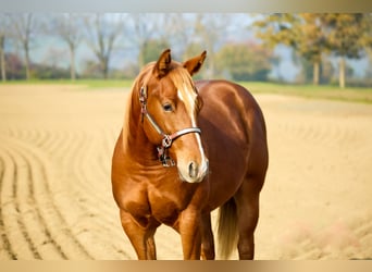 American Quarter Horse, Hengst, 1 Jahr, Fuchs, in München,