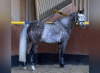 Holsteiner, Stute, 7 Jahre, 167 cm, Schimmel, in Gro&#xDF;-Umstadt