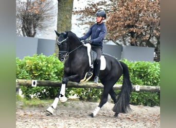 KWPN, Mare, 4 years, 16,1 hh, Black, in Neuss,