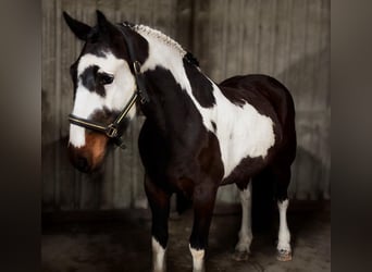 Irish Sport Horse Mix, Gelding, 5 years, 15 hh, Leopard-Piebald, in Laois