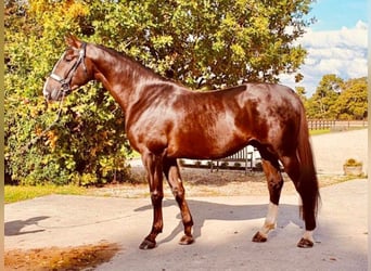 Oldenburg, Stallion, 7 years, 17 hh, Chestnut, in Newbury,
