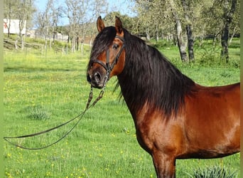 PRE, Stallion, 18 years, 15.2 hh, Brown, in Valverde Del Majano,