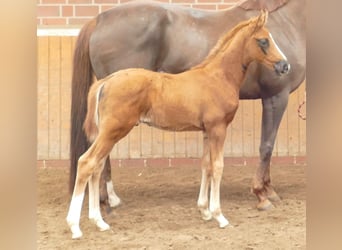 Hanoverian, Stallion, Foal (02/2024), Chestnut, in MolbergenErmke,