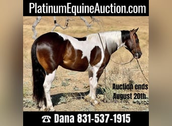 Paint Horse, Wallach, 9 Jahre, 147 cm, Tobiano-alle-Farben, in Paicines, CA,
