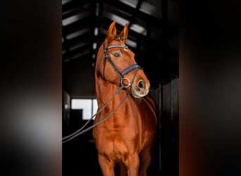 Polish Halfbred, Mare, 8 years, 16.1 hh, Chestnut-Red, in Skrzatusz,