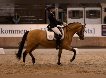 German Riding Pony, Mare, 14 years, 13.1 hh, Dun, in Hünfelden,