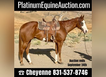 American Quarter Horse, Ruin, 6 Jaar, 170 cm, Overo-alle-kleuren, in Bitterwater CA,
