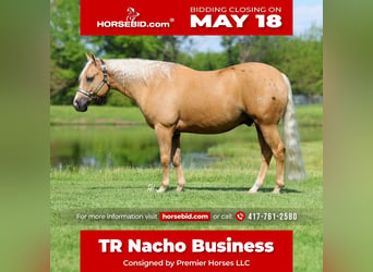 American Quarter Horse, Wallach, 4 Jahre, Palomino, in Buffalo