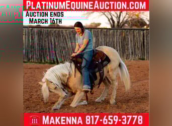 American Quarter Horse, Wallach, 13 Jahre, 145 cm, Palomino, in Lipan TX