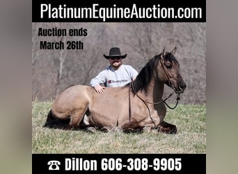 American Quarter Horse, Wallach, 9 Jahre, 157 cm, Grullo, in Brodhead KY,