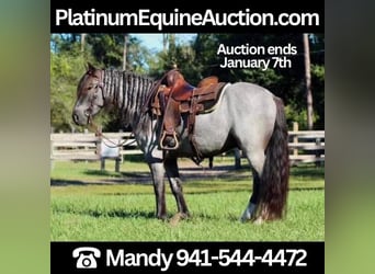Gypsy Horse, Gelding, 5 years, Roan-Blue, in Mims, FL,