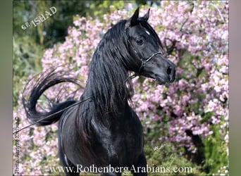 GOLDPRÄMIERTER REIN ÄGYPTISCHER RAPPHENGST, Straight Egyptian, Stallion, Black, in Monheim,