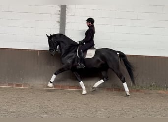 Oldenburger, Wallach, 7 Jahre, 172 cm, Rappe, in Lohne (Oldenburg)