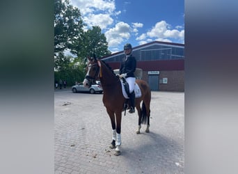 Hanoverian, Gelding, 6 years, 16,1 hh, Brown, in Ladbergen
