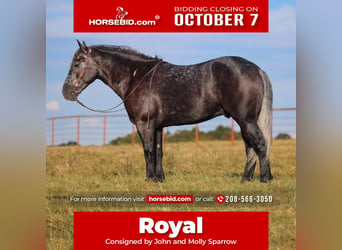 Cheval de trait Croisé, Hongre, 5 Ans, 165 cm, Gris, in Baxter Springs, KS,