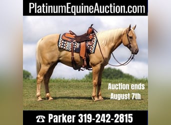 American Quarter Horse, Gelding, 10 years, 14.3 hh, Palomino, in Brodhead KY,