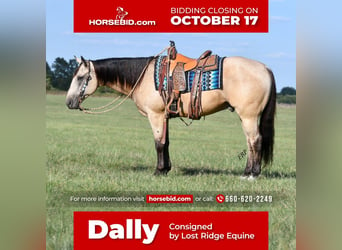 Quarter horse américain, Hongre, 7 Ans, Buckskin, in Sedalia, MO,