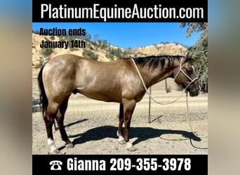 Quarter horse américain, Hongre, 10 Ans, 152 cm, Grullo, in Los Banos, CA,