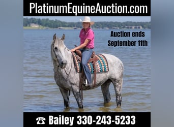 American Quarter Horse, Gelding, 9 years, 16.1 hh, Gray-Dapple, in Huntsville TX,