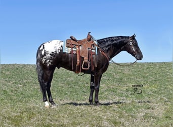 Appaloosa, Hongre, 4 Ans, 155 cm, Noir, in Bayard, Nebraska,