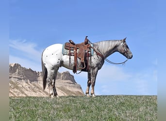 Pony of the Americas, Gelding, 5 years, 14.1 hh, Leopard-Piebald, in Bayard, Nebraska,