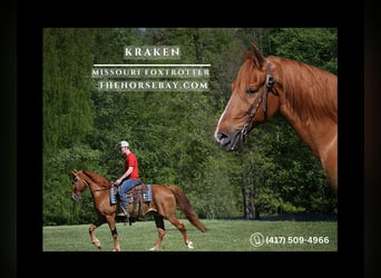 Missouri Foxtrotter, Gelding, 11 years, 15.1 hh, Sorrel, in Parkers Lake, KY,