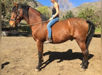 PRE Mix, Gelding, 6 years, 17 hh, Brown, in Cadiar,