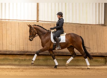 Trakehner, Hongre, 4 Ans, 168 cm, Bai, in Uslar