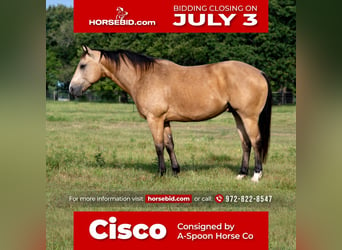 American Quarter Horse, Gelding, 8 years, Buckskin, in Kaufman, TX,
