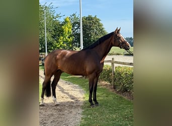 Gelding 5 years