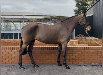 Connemara, Giumenta, 6 Anni, 155 cm, Baio ciliegia, in Essex
