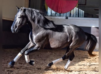 Lusitano, Stallion, 4 years, 15,1 hh, Gray-Dark-Tan, in Castanheira do Ribatejo,