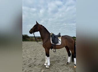 Oldenburger, Wallach, 7 Jahre, 172 cm, Brauner, in Abstatt