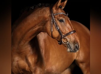 Deutsches Sportpferd, Wallach, 10 Jahre, 163 cm, Brauner, in Offingen