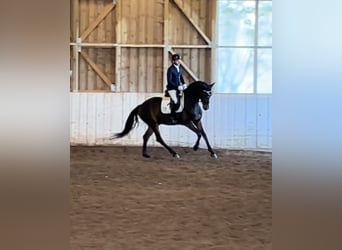 Gelding 4 years