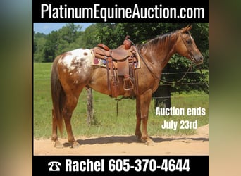American Quarter Horse, Gelding, 9 years, 15 hh, Chestnut, in Rusk TX,