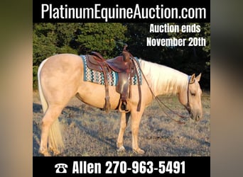 Quarter horse américain, Hongre, 8 Ans, 147 cm, Palomino, in Pilot Point TX,
