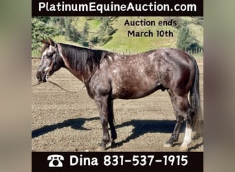 American Quarter Horse, Wallach, 4 Jahre, 150 cm, Schimmel, in Paicines CA,