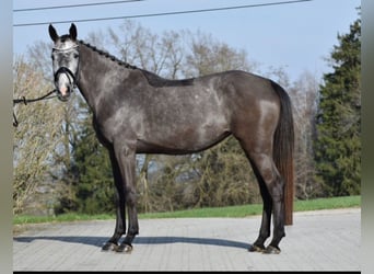 KWPN, Mare, 4 years, 16.1 hh, Gray-Dapple, in Lengdorf,