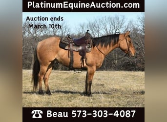 American Quarter Horse, Wallach, 4 Jahre, 145 cm, Falbe, in Sweet Springs MO,
