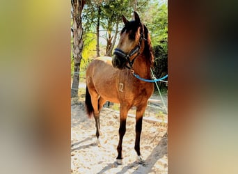 Lusitanos, Caballo castrado, 4 años, 150 cm, Buckskin/Bayo, in Martfeld