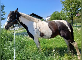 Pintos, Stute, 13 Jahre, 170 cm, Schecke, in Sankt Veit in der Südsteiermark