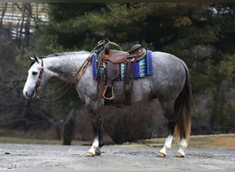American Quarter Horse, Wallach, 5 Jahre, 147 cm, Apfelschimmel, in Millersburg,